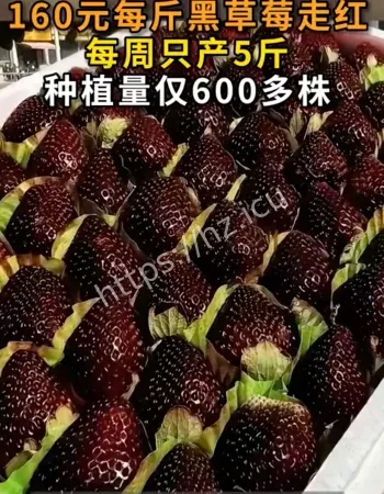 黑草莓上市